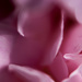 Soft pink petals  by novab