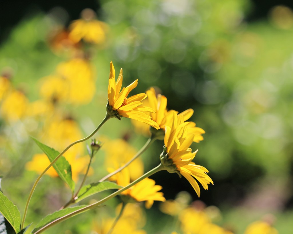 July 3: Yellow and Green by daisymiller