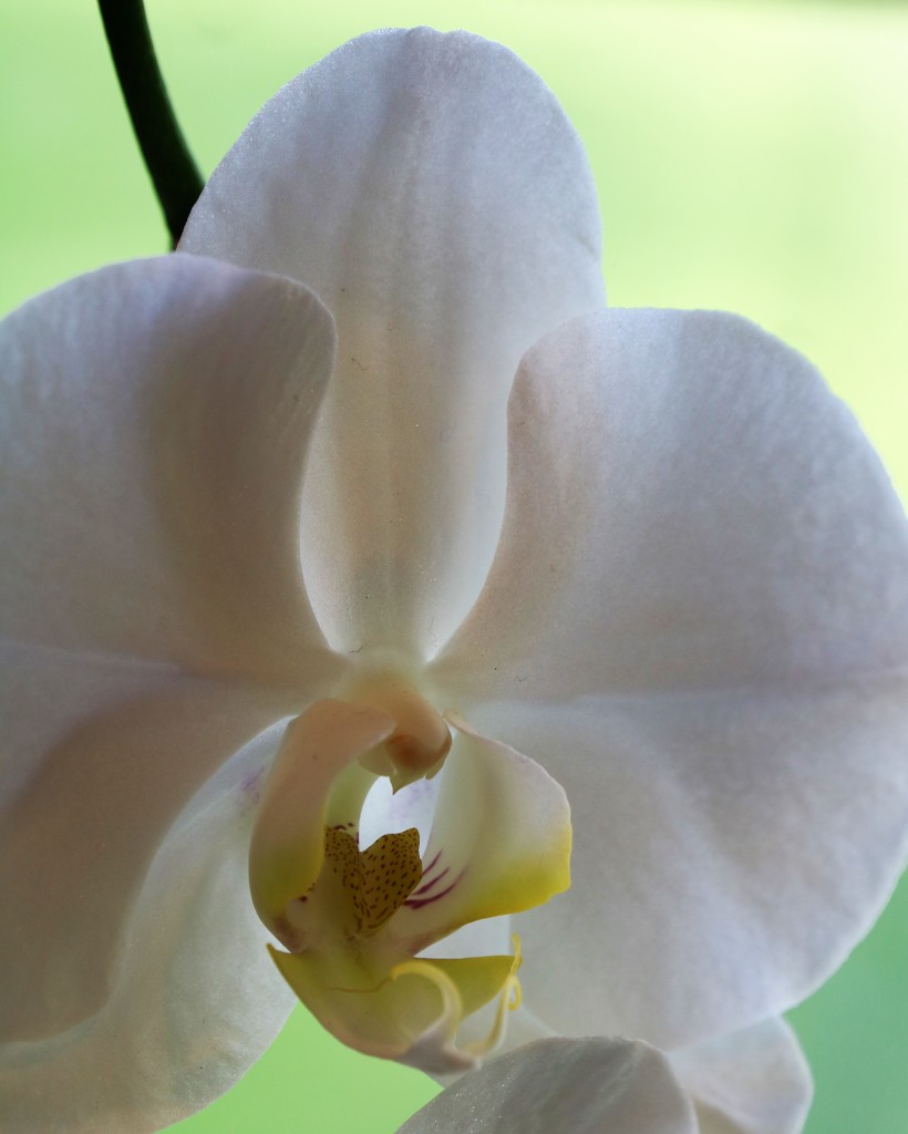 July 5: White Orchid by daisymiller