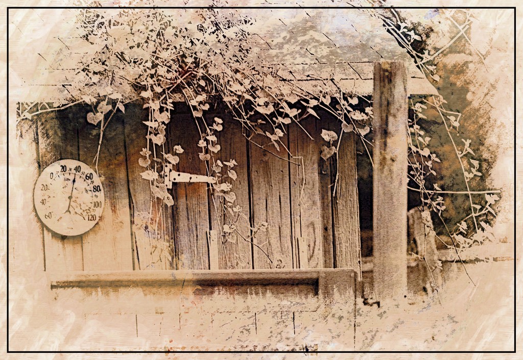 A Vine on the Roof (sepia) by olivetreeann