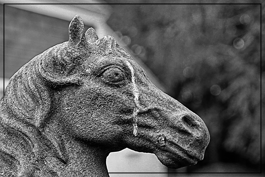 Horse Head by olivetreeann