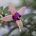 Small Fuchsia by tonygig