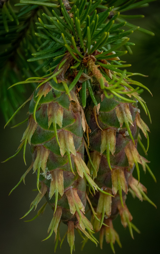 Douglas Fir Cones by 365karly1