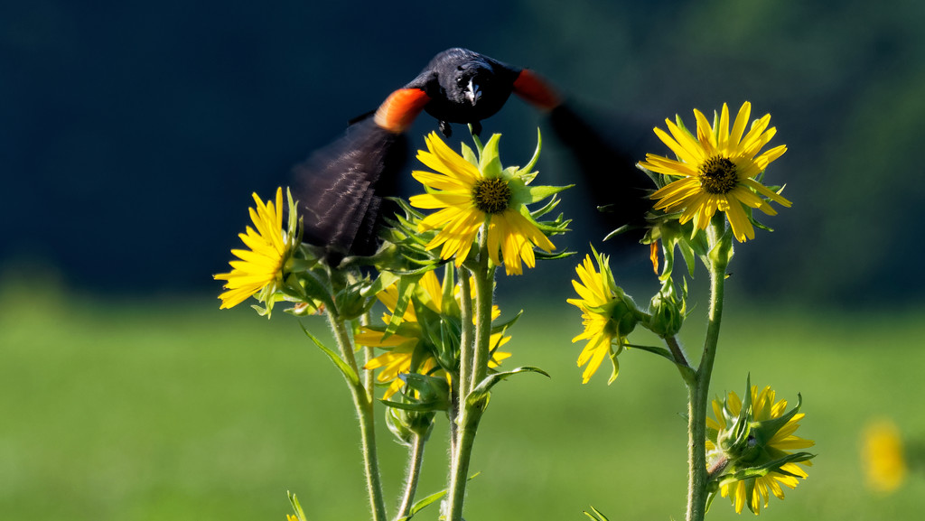 Redf-winged Blackbird takeoff and Sunflower by rminer