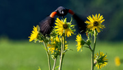 5th Jul 2018 - Redf-winged Blackbird takeoff and Sunflower