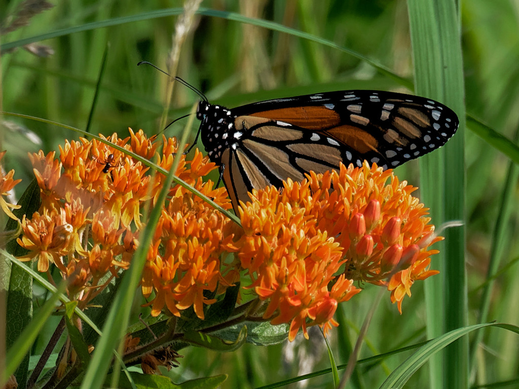 Monarch and milkweed by rminer