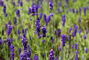 5th Jul 2018 - Lavender (Dilly Dilly)