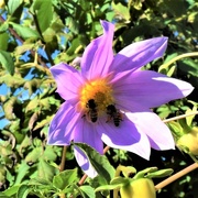 6th Jul 2018 - Bees Knees...Covered with Pollen ~