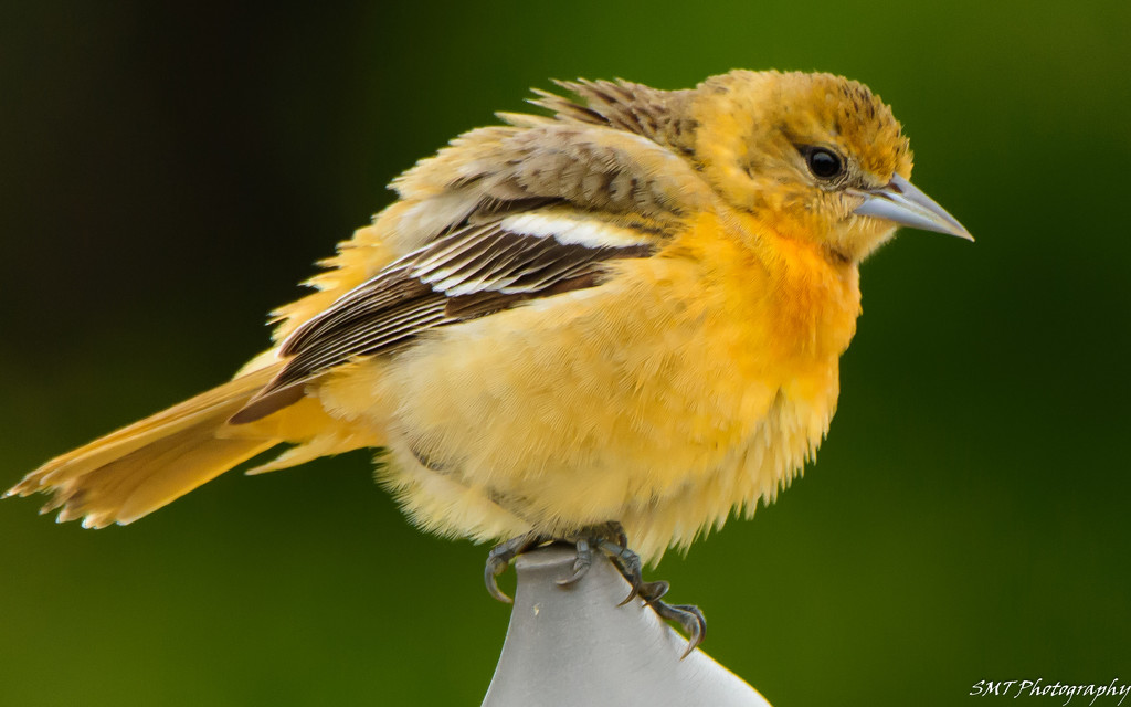 goldfinch by samae