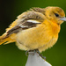 goldfinch by samae