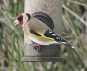 14th May 2018 - Goldfinch