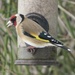 Goldfinch by lellie