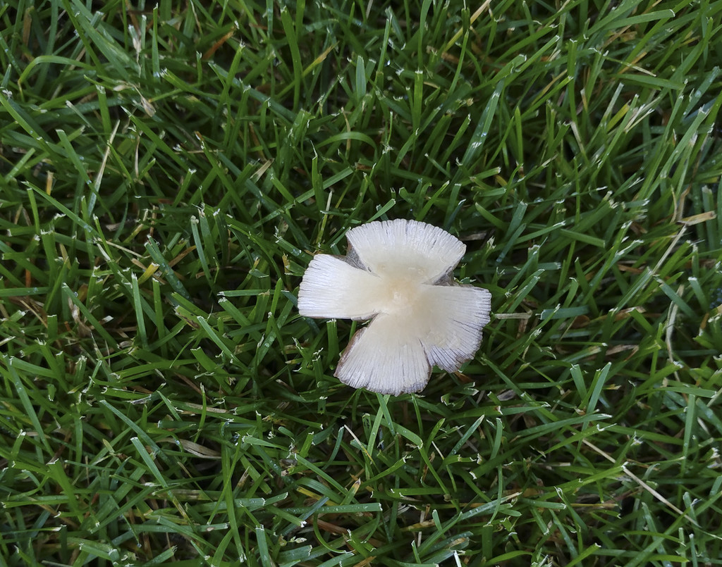 Single mushroom in grass by houser934