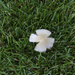 Single mushroom in grass by houser934