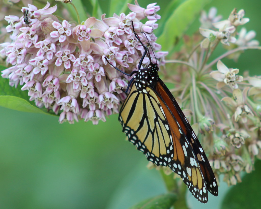 Milkweed Attraction by cjwhite