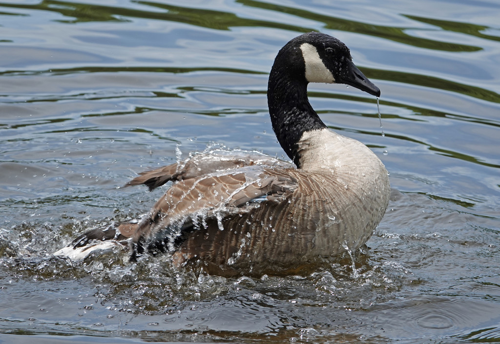 Goose bathing in the river by annepann