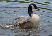 2nd Jul 2018 - Goose bathing in the river