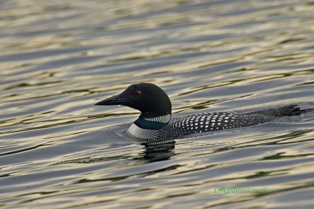 LHG_6452 Loon just before the sun went down by rontu