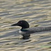 LHG_6452 Loon just before the sun went down by rontu