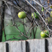 The neighbours apples by ulla