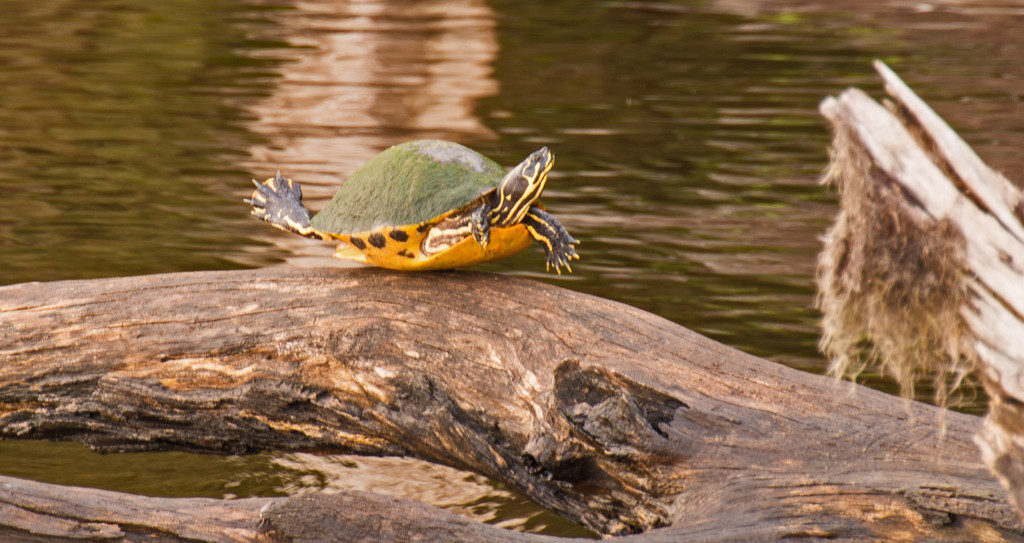 Turtle Yoga! by rickster549
