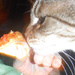 Pizza Cat by spanishliz