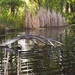 Riverbend Pond ripples by sandlily