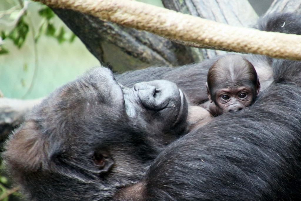 Momma And Baby Gorilla by randy23