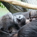Momma And Baby Gorilla by randy23