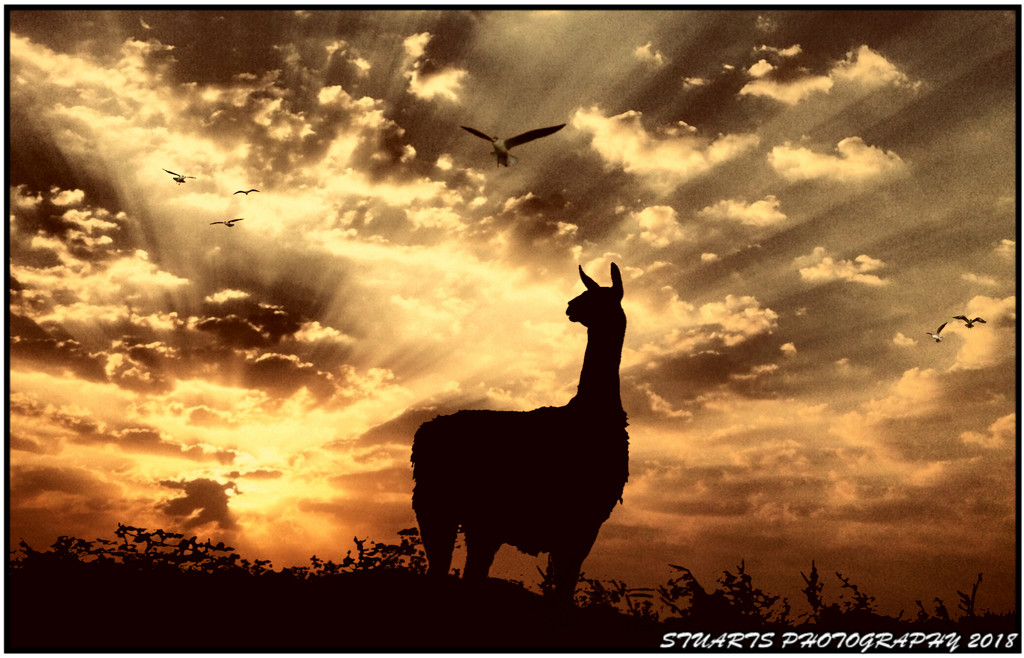 Llama at sunrise by stuart46