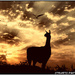 Llama at sunrise by stuart46