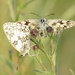 Marbled White    on 365 Project