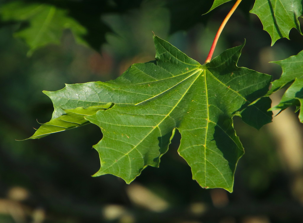 Sycamore Leaf by davemockford