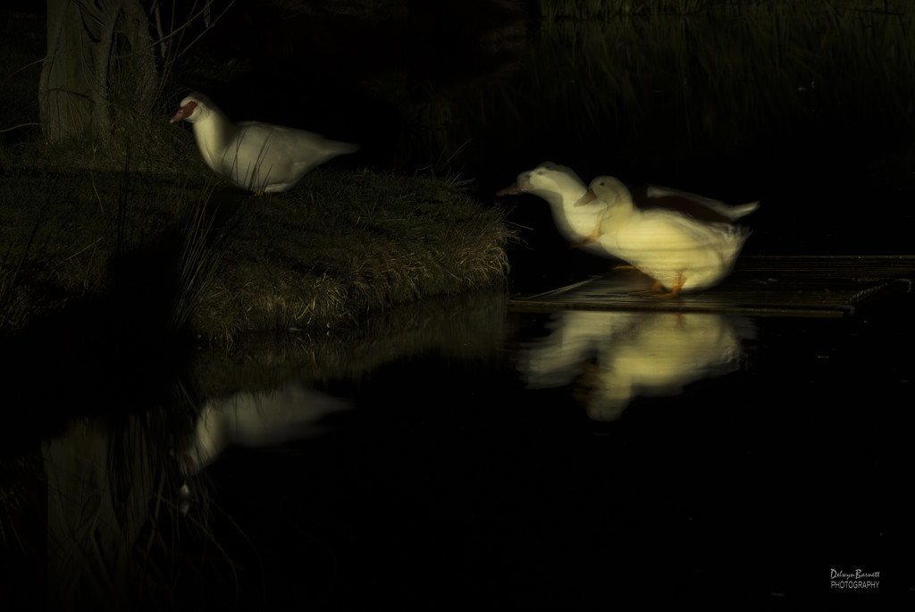 Duck walk ... by dkbarnett