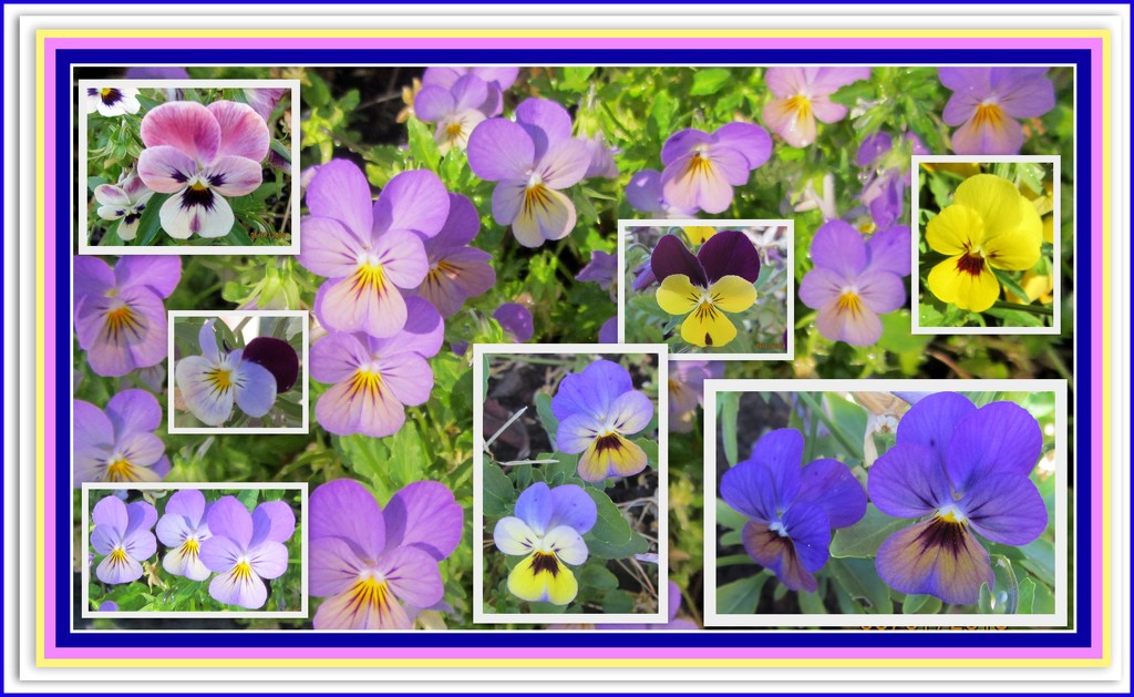 Heartsease collage. by grace55