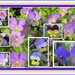 Heartsease collage. by grace55