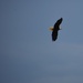Bald Eagle in Alaska by bigdad