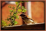 6th Jul 2018 - I'm only a poor little Sparrow ., sitting on the fence !!