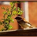 I'm only a poor little Sparrow ., sitting on the fence !! by beryl