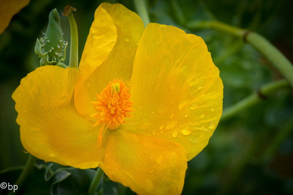 Yellow flower by caterina