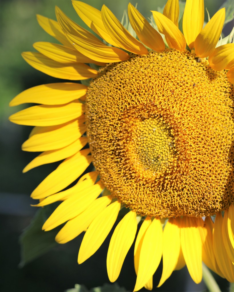 IMG_8483 -Sunflower by daisymiller