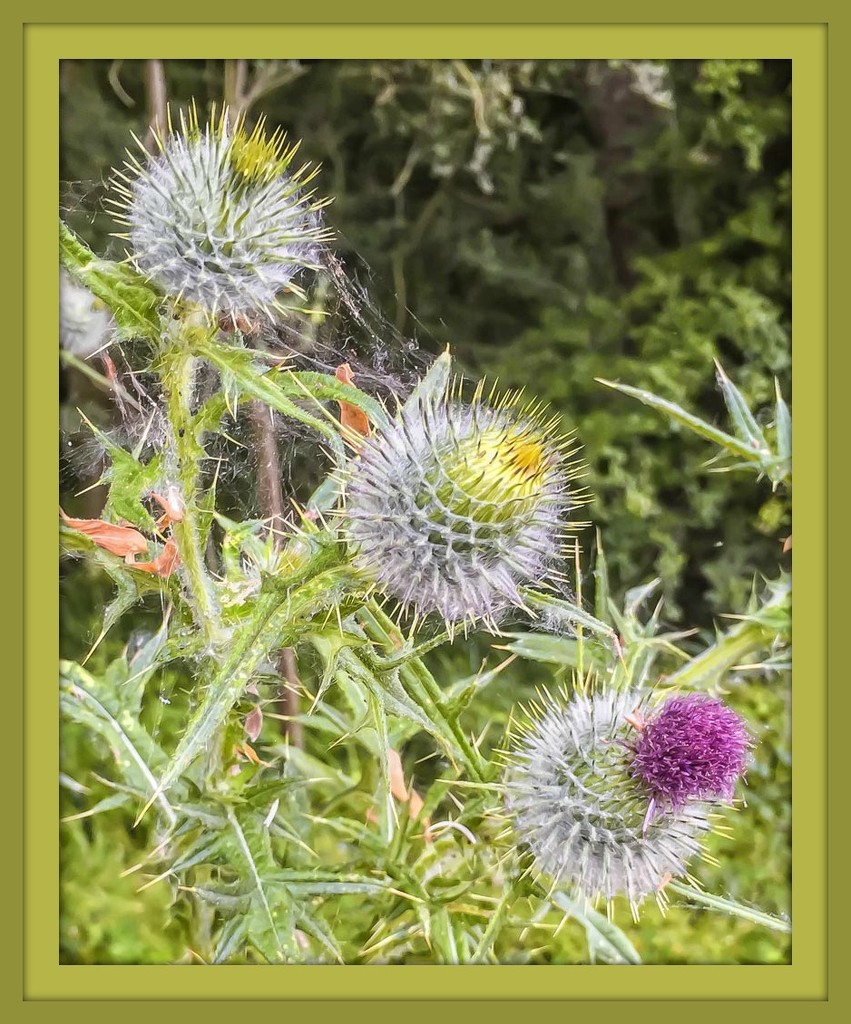 Thistles by pamknowler