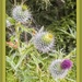 Thistles by pamknowler