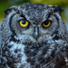 Owl by ellida