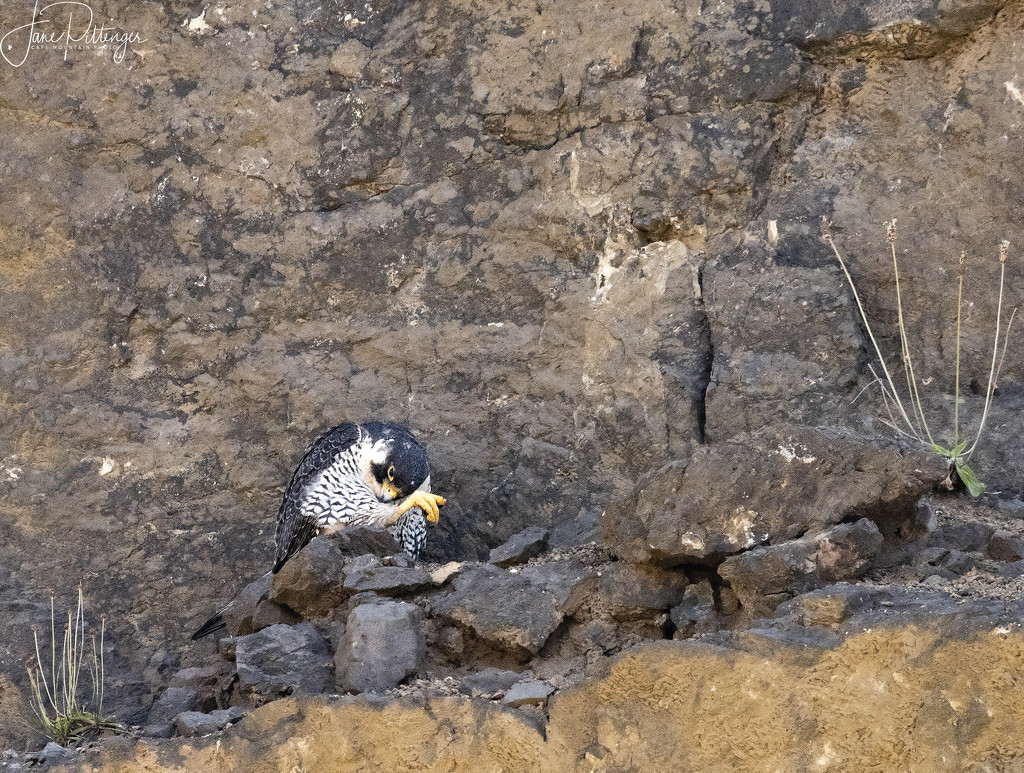 Peregrine Falcon Grooming  by jgpittenger