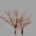 Trees survive winter, bare…. I don’t! by maggiemae