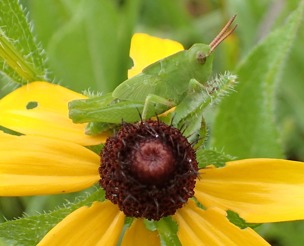Green Grasshopper by cjwhite