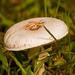 Just Need a Frog to be Sitting Under the Mushroom! by rickster549