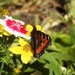 Tortoiseshell Butterfly 2 by oldjosh