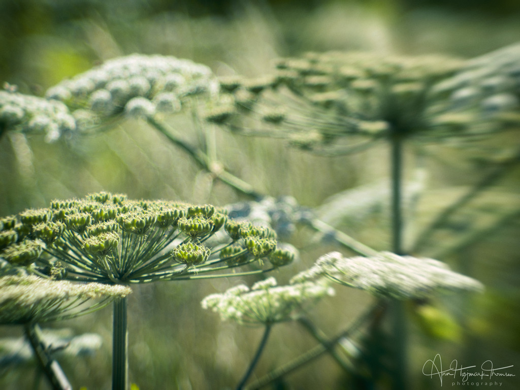 Giant hogweed by atchoo